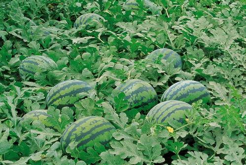 吃瓜群众种菜视频大全,跟随吃瓜群众探索种菜视频大全