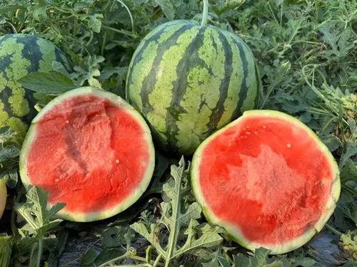 云南大学吃瓜视频,吃瓜视频里的美味诱惑