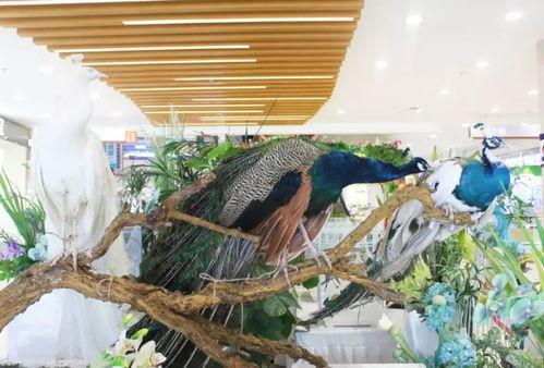 神兽吃瓜群众视频播放全集,揭秘视频全集背后的趣味与真相