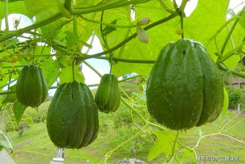 女人吃佛手瓜好吗百度百科视频,佛手瓜的营养价值与女性食用益处解析