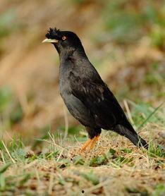 八哥可以吃梨瓜吗视频,揭秘八哥能否享用梨瓜美味