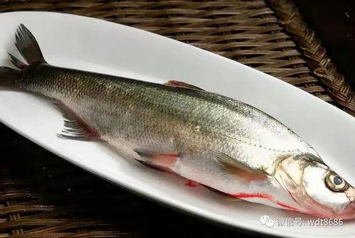 吃瓜少女鱼渣视频下载,轻松获取热门内容