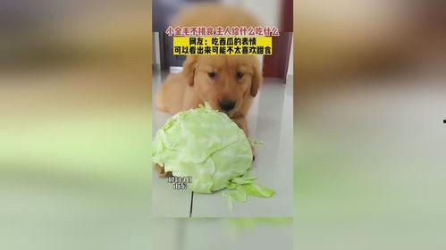 小金毛吃瓜视频,萌宠美食瞬间，萌态可掬引网友爆笑