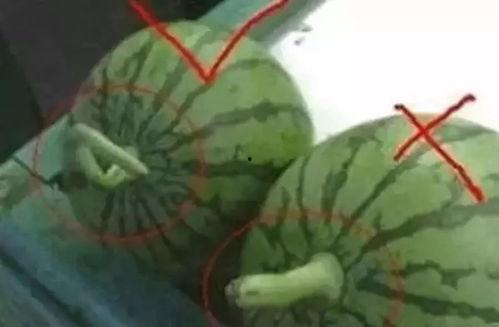 一个认真的吃瓜视频素材,一场严肃的“瓜”界大揭秘