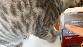 和猫一起吃瓜视频,欢乐吃瓜时光