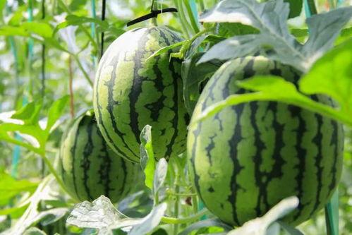 吃瓜群众素菜视频,吃瓜群众带你领略家常美味