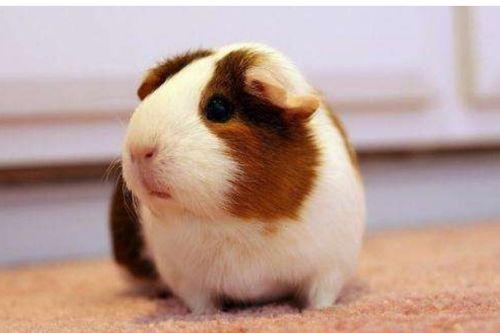 豚鼠会吃小瓜吗视频教程,视频教程揭秘豚鼠饮食新选择