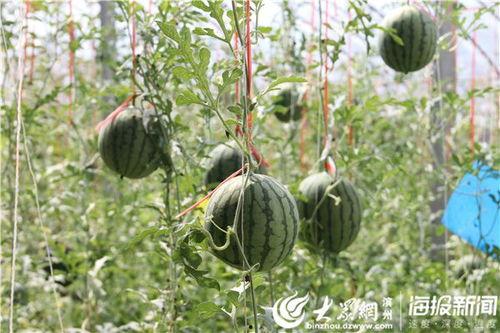 山东新泰吃瓜事件视频,一场网络热议背后的真相揭秘