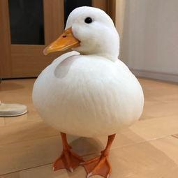 吃瓜鸭怎么捏好看视频,打造萌态十足的小可爱