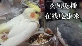 鹦鹉吃瓜看戏视频大全,欢乐瞬间大盘点