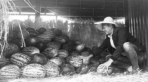 南召吃瓜群众事件视频