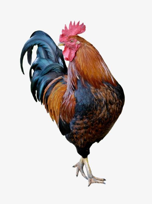 生洋瓜可以给鸡吃嘛视频