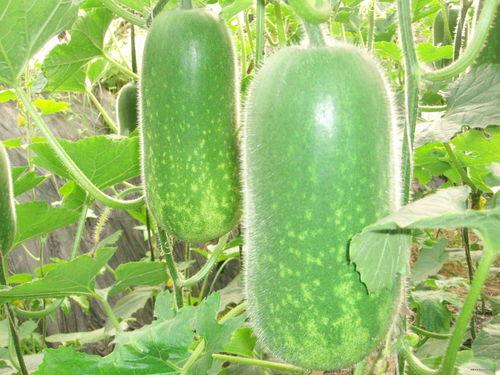 吃瓜吐籽视频素材高清图片,揭秘瓜果乐趣