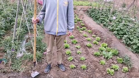 菜二哥的吃瓜视频,揭秘娱乐圈幕后故事