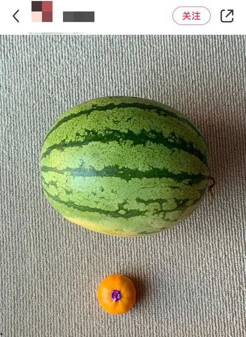 世界上最可怕的吃瓜视频,全球最恐怖吃瓜视频大盘点