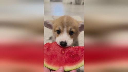 吃瓜小狗视频软件大全,盘点热门娱乐应用，轻松畅享欢乐时光