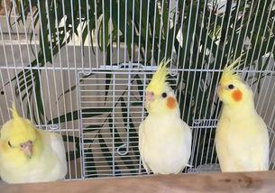 吃瓜羊驼的视频,趣味横生的羊驼日常