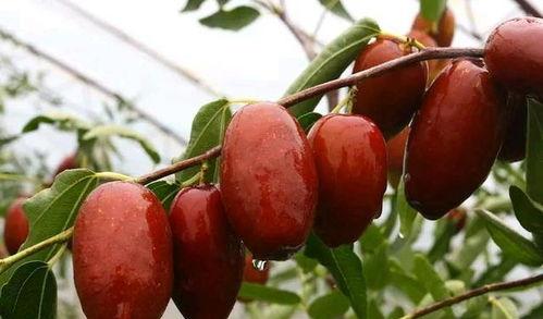 课代表吃瓜视频枣花,揭秘校园里的“枣花”风云